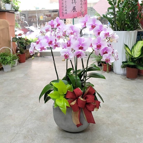 The Flower