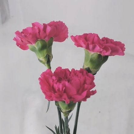 The Flower單支康乃馨 韓式包裝 母親節花禮訂製