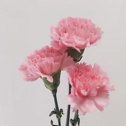 The Flower單支康乃馨 韓式包裝 母親節花禮訂製