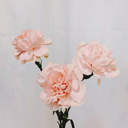 The Flower單支康乃馨 韓式包裝 母親節花禮訂製