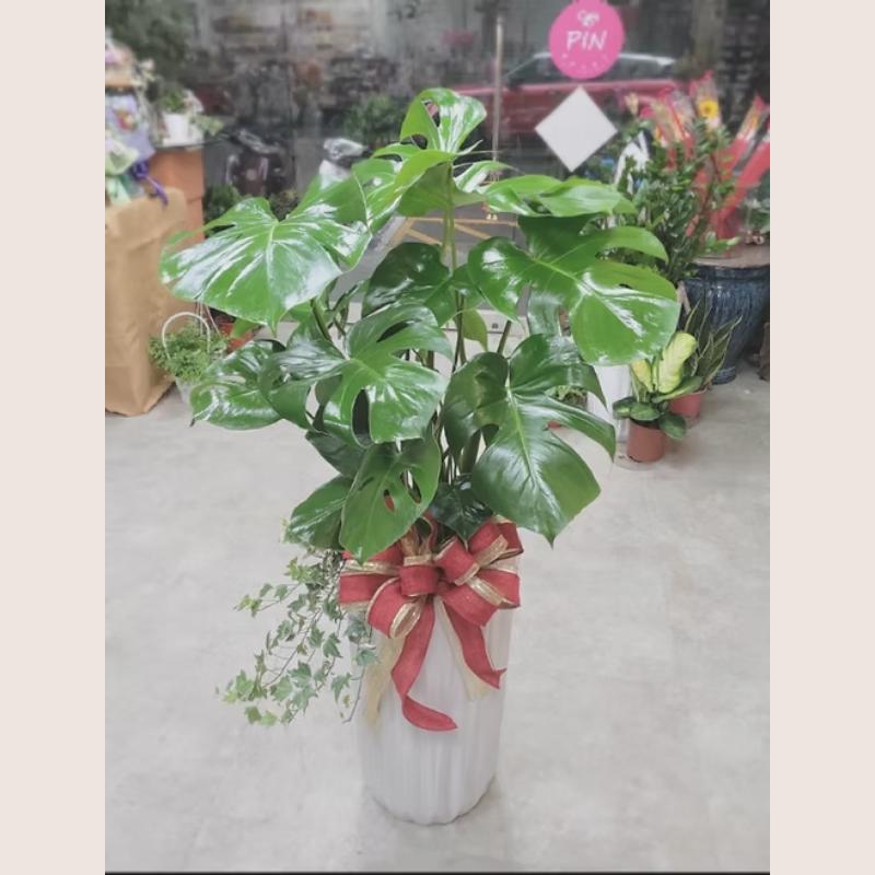 The Flower
